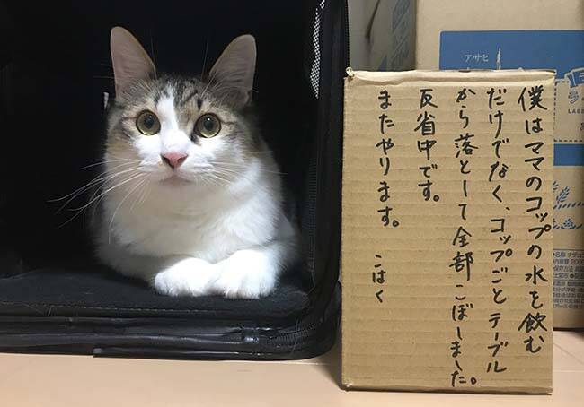 反省中の猫ちゃん 正直な気持ちがダダもれで吹き出す 21年2月18日 エキサイトニュース