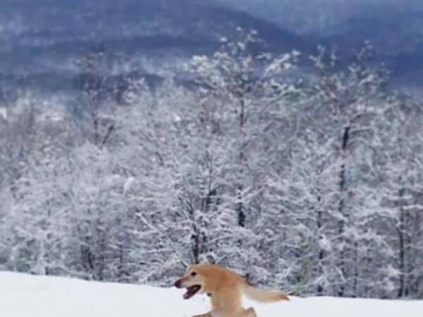 新種の生き物 パノラマ写真に写り込んだ犬に爆笑 笑いすぎてお腹が痛い 21年2月19日 エキサイトニュース