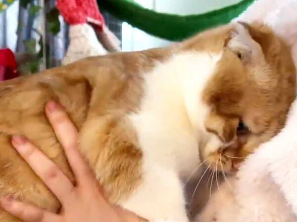 腕の中に頭をうずめる猫 その理由に 頑張って 気持ちは分かる 21年2月19日 エキサイトニュース