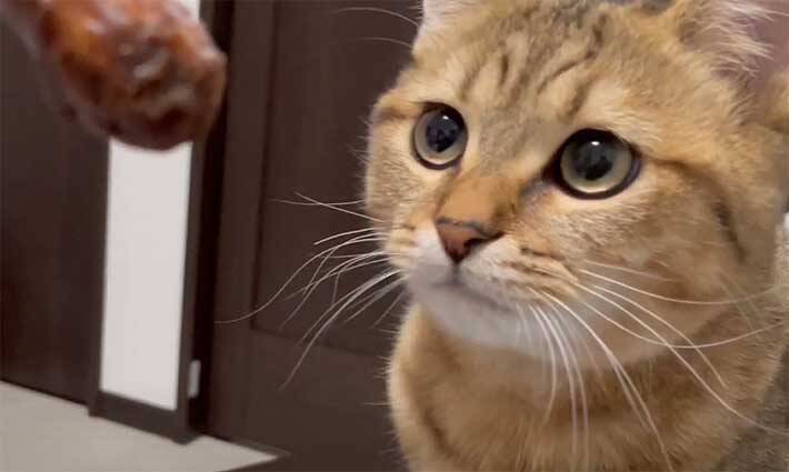 飼い主 ウンチ食べてる ドン引きする猫がコチラです 21年2月25日 エキサイトニュース