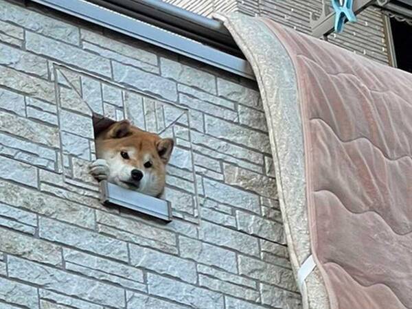 柴犬の 表情 に吹き出す 朝から元気出たわ 笑った 21年3月2日 エキサイトニュース