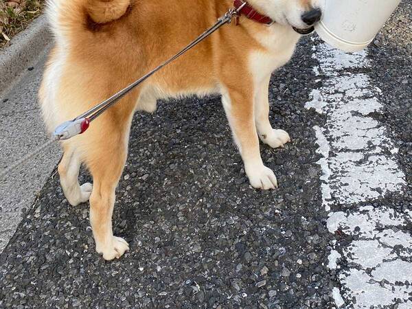 散歩中に 拾い物 をした柴犬に 笑った 顔がツボすぎる 21年3月2日 エキサイトニュース