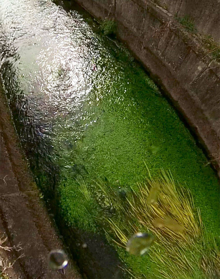 水草が群生する川の中をのぞくと ずっと見ていたい 心が浄化されるよう 21年3月3日 エキサイトニュース
