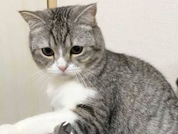 声出して笑った 最高 あ然とする猫 視線の先には 21年3月6日 エキサイトニュース