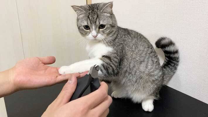 声出して笑った 最高 あ然とする猫 視線の先には 21年3月6日 エキサイトニュース