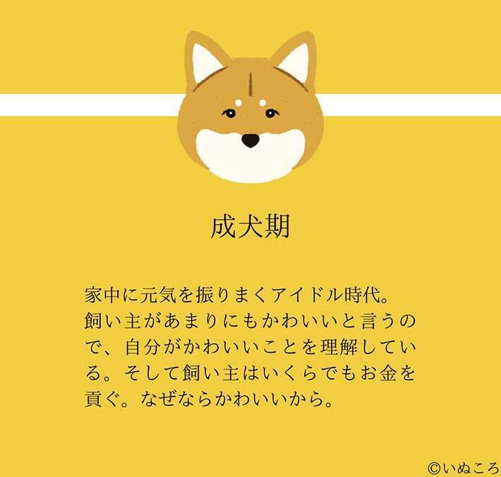 結論 どの時も犬は最高にかわいい 意味が分かる ４枚 を ご覧ください 21年3月9日 エキサイトニュース