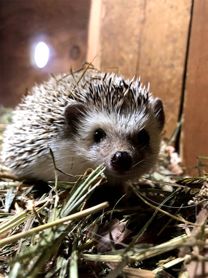 ハリネズミを見に行ったら 展示されていた 代役 に笑いが止まらない 21年3月12日 エキサイトニュース ハリネズミを見に行ったら 展示されていた 代役 に笑いが止まらない 21年3月12日 エキサイトニュース