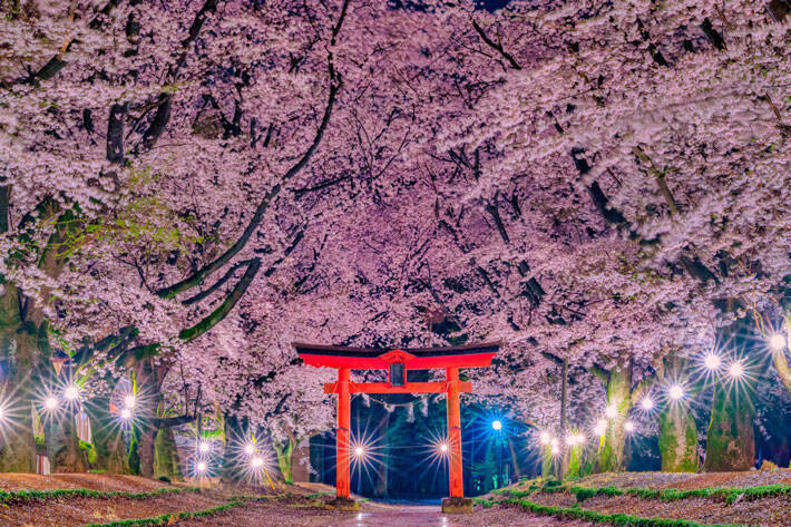 茨城の 本気 を見よ 夜桜が美しい４枚の写真に 時を忘れる 21年3月25日 エキサイトニュース