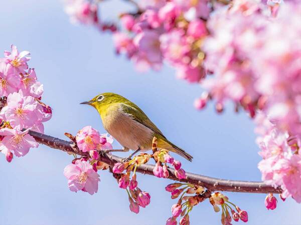 ３月３１日は奇跡の トリプル開運日 この日の縁起がいい行動は 21年3月28日 エキサイトニュース