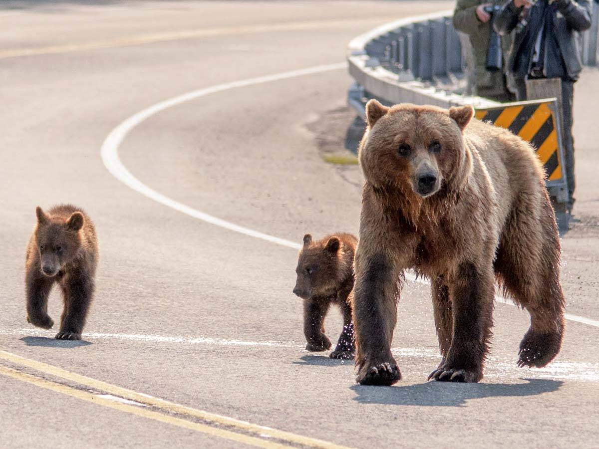４頭の子グマを連れて道路を渡る母グマを見た人たちが 気持ちが分かる 21年4月2日 エキサイトニュース
