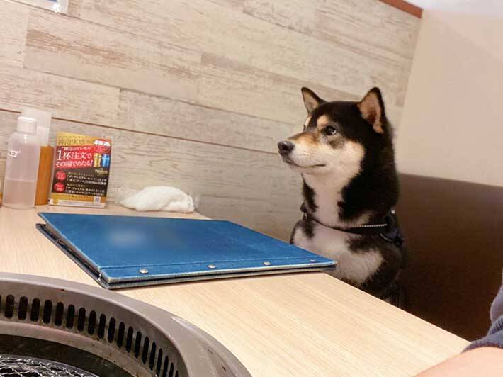 柴犬を 犬okの焼肉店 に連れて行くと 反応に 笑いがこみ上げる 21年4月8日 エキサイトニュース