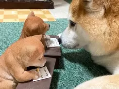 柴犬ではなく食パンを撫でてみたら その反応がこちら 21年4月9日 エキサイトニュース
