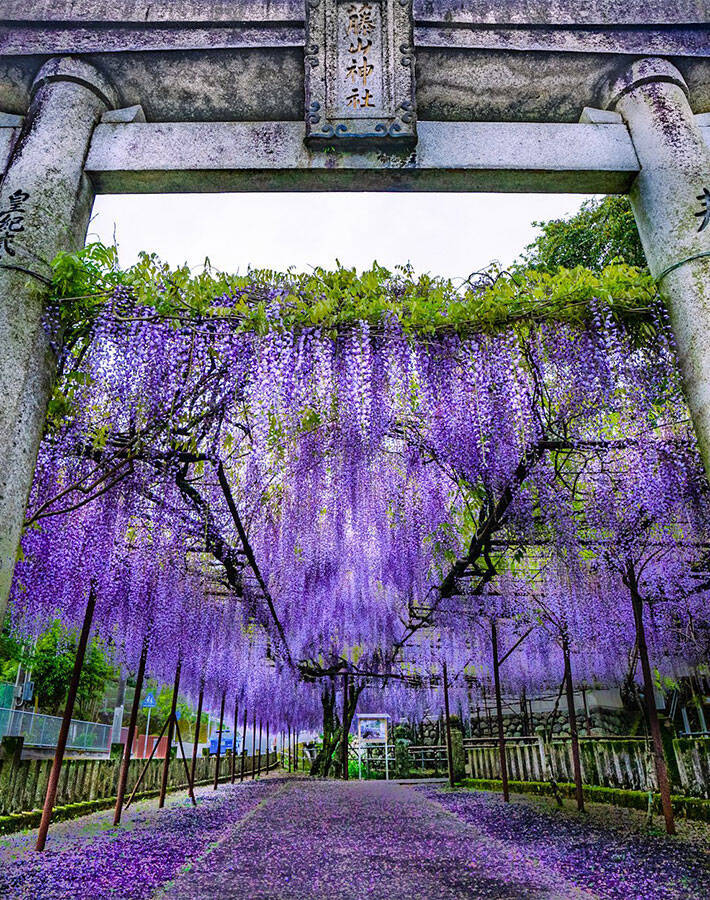 妖艶な美しさに感動 満開の藤の花を撮影すると 鬼が入ってこれない 圧倒される 21年4月12日 エキサイトニュース