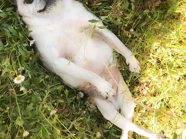 草の上で暴れ回る犬が 次の瞬間 めっちゃ笑った どういう状況 21年4月19日 エキサイトニュース