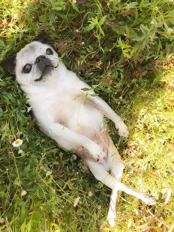 草の上で暴れ回る犬が 次の瞬間 めっちゃ笑った どういう状況 21年4月19日 エキサイトニュース