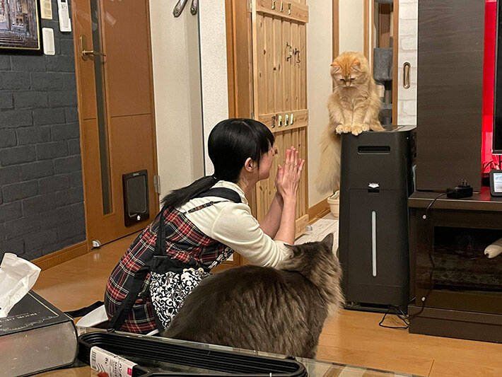洗面所に閉じ込めたことを謝る飼い主 猫の表情に かわいい 哀愁が漂っている 21年4月21日 エキサイトニュース