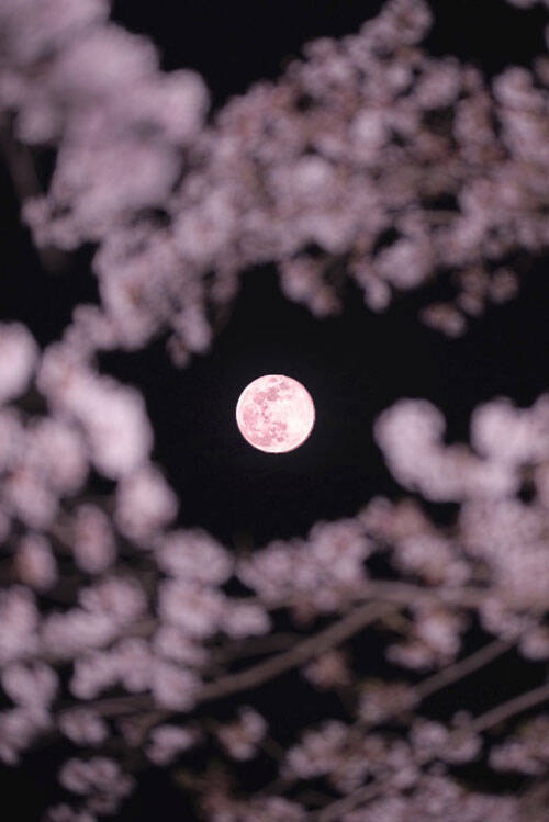 ご利益があるかも ピンクムーンと桜を撮影した写真が神秘的 21年4月28日 エキサイトニュース