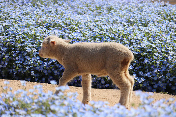 臨時休園中に ネモフィラ畑を散歩する子羊 かわいすぎる８枚の写真に癒される 21年4月29日 エキサイトニュース