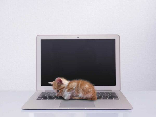 「パソコンが壊れそう」保護猫の現在の姿とは…