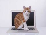 「「パソコンが壊れそう」保護猫の現在の姿とは…」の画像4