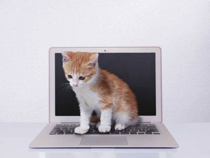 「パソコンが壊れそう」保護猫の現在の姿とは…