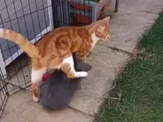 「かわいすぎる」「笑いすぎてお腹が痛い」　猫の脚の間に挟まっているのは？