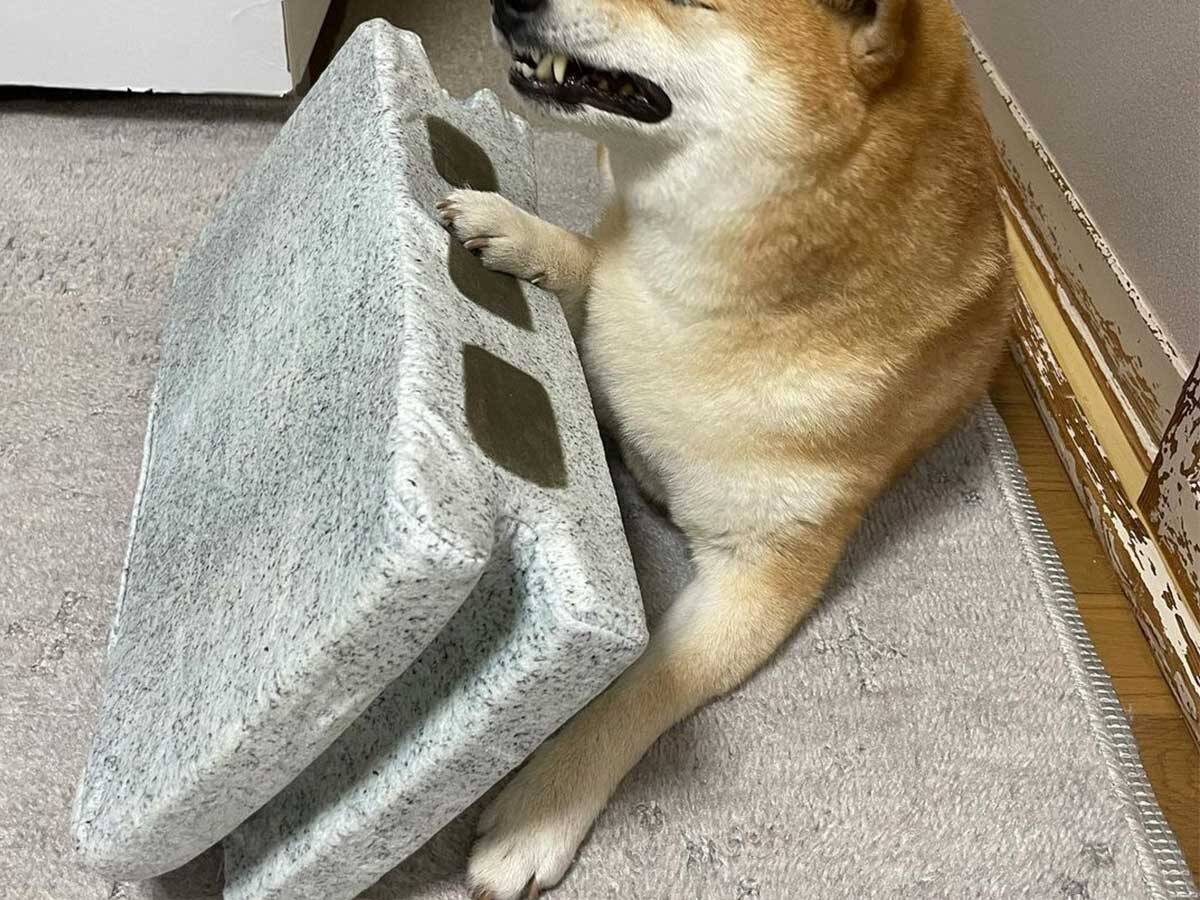 ブロッククッションを渡したら 満点のリアクションを見せる柴犬に 吹き出す 21年5月3日 エキサイトニュース