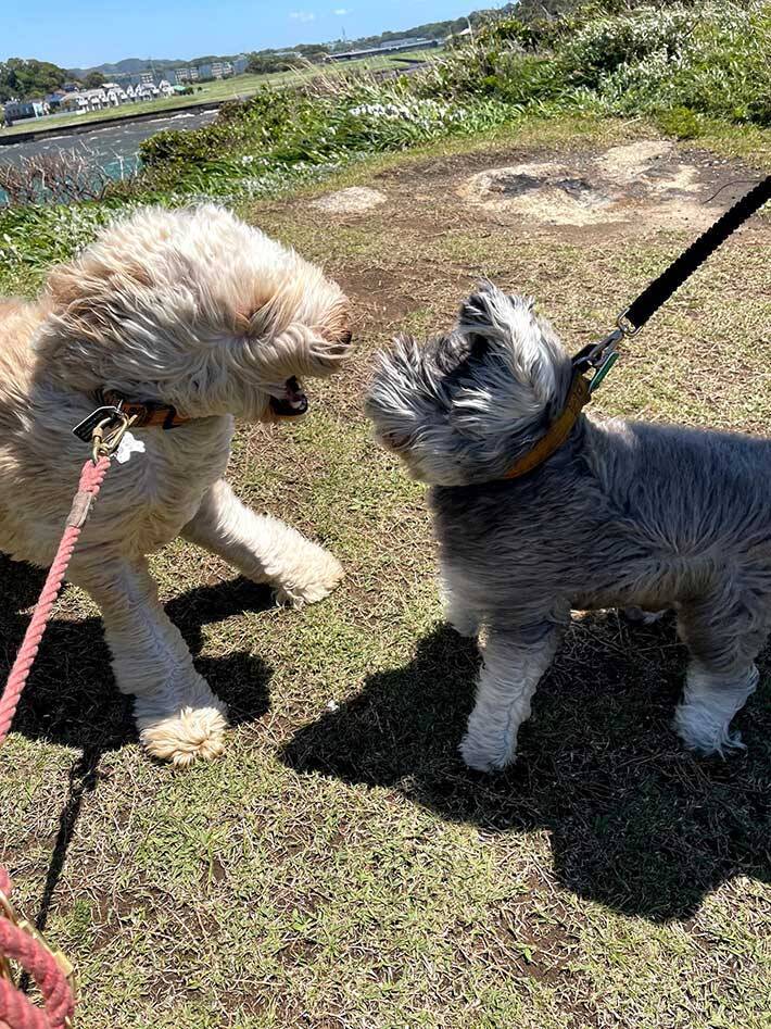散歩中の犬 とらえた衝撃の写真に 大笑いした 最高 21年5月5日 エキサイトニュース