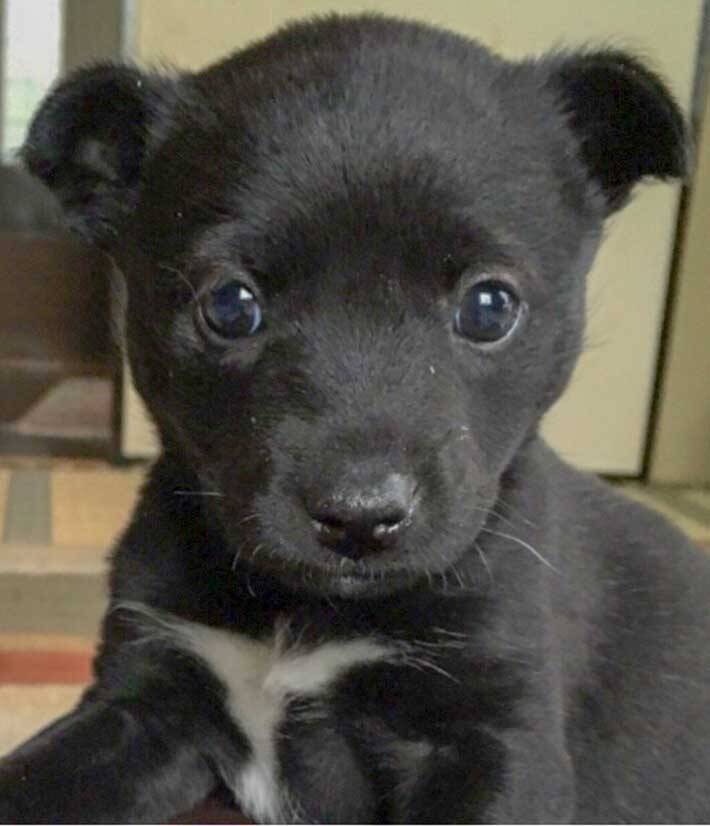 犬の散歩中に 見知らぬ小学生から責められた男性 理由がかわいすぎた 21年5月7日 エキサイトニュース