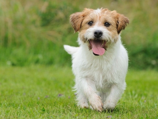 わざとやないんやで 飼い主を水の中へ突き落してしまった犬の心配顔 17年10月2日 エキサイトニュース