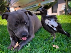 犬の誘拐現場で取材中のテレビ局 偶然にも犬を連れ去った男性と遭遇 犬は無事飼い主の元へ 21年5月13日 エキサイトニュース