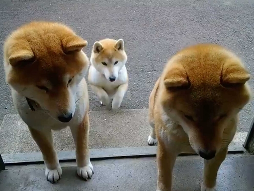 つられて笑顔になっちゃう 優しく微笑む 柴犬動画 が可愛すぎた 21年3月19日 エキサイトニュース