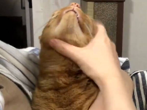 飼い主が撫でる手を止めると 猫の反応に 顔芸が達者 ５億回ぐらい見た の声 21年5月16日 エキサイトニュース