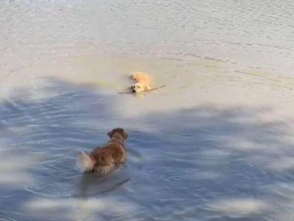 水が怖くて木の枝を取りに行けない犬 するとそれを見た親友が 涙が出た 21年5月19日 エキサイトニュース