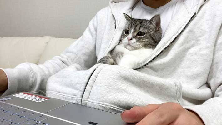 さびしがる猫 飼い主がパーカーに入れた結果 かわいすぎ 赤ちゃんみたい 21年6月5日 エキサイトニュース