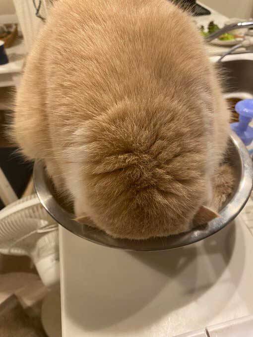 ボウルを見つけた猫の行動に かわいすぎる 笑ってお腹が痛い 21年6月12日 エキサイトニュース