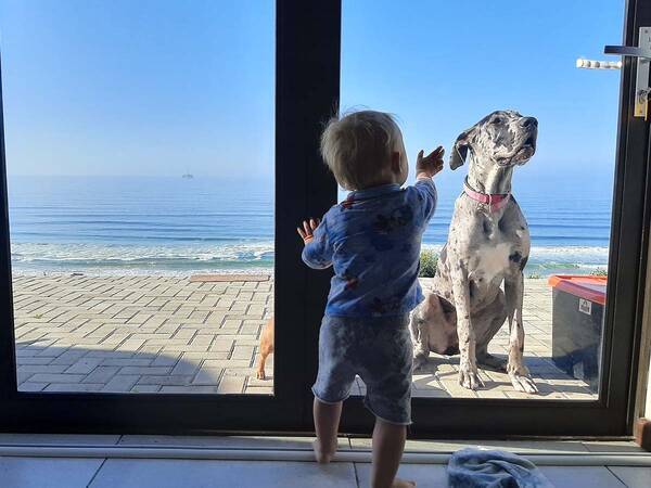 頼れるベビーシッター 階段を上ろうとする赤ちゃん すると子犬が 21年6月13日 エキサイトニュース