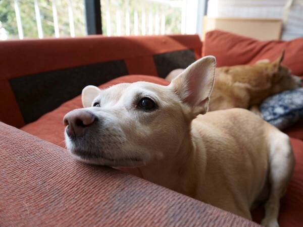 留守番中の２匹の犬 ドッグカメラに映っていた映像に 言葉を失った 21年6月13日 エキサイトニュース