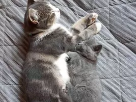 死んだ野良のオス猫に寄り添い離れようとしない子猫 このオス猫は子猫の父親代わりだった 2020年3月13日 エキサイトニュース