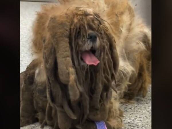 こんなにかわいい犬だったなんて 毛を刈った後の保護犬の姿にびっくり 21年6月30日 エキサイトニュース