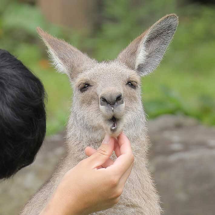 飼育員にお口チェックされているのは 撮影された２枚に かわいすぎる の声 21年7月8日 エキサイトニュース