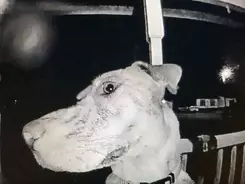 犬が首をかしげる理由は賢さと関連している可能性 集中力や注意力を研ぎ澄ませている 21年11月5日 エキサイトニュース