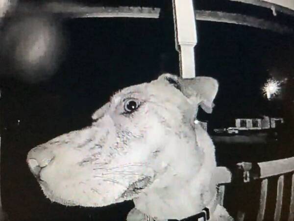 賢すぎる 家を逃げ出して 夜中に戻ってきた犬がとった行動とは 21年7月5日 エキサイトニュース