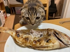 猫が、初めて焼き魚を食べると？　その様子に「ずっと見ていたくなる」