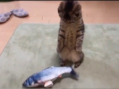 本物だと思っていた魚を見た猫が？　その後の様子に「ドン引きの反応」「初めて見た」