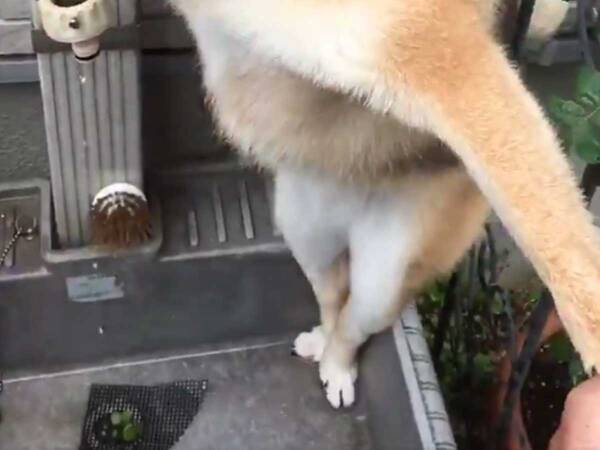柴犬の脚を洗おうとすると 見た瞬間吹き出した バレリーナ 21年7月8日 エキサイトニュース