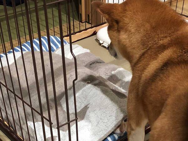 自分のケージの前で立ち尽くす柴犬 その理由に心が温まる 21年7月10日 エキサイトニュース