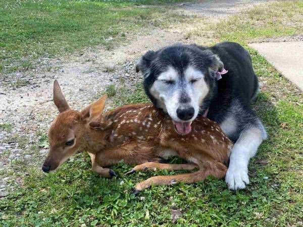 母親とはぐれた子ジカを見た犬が なんて優しい犬 この犬は天使 21年7月14日 エキサイトニュース