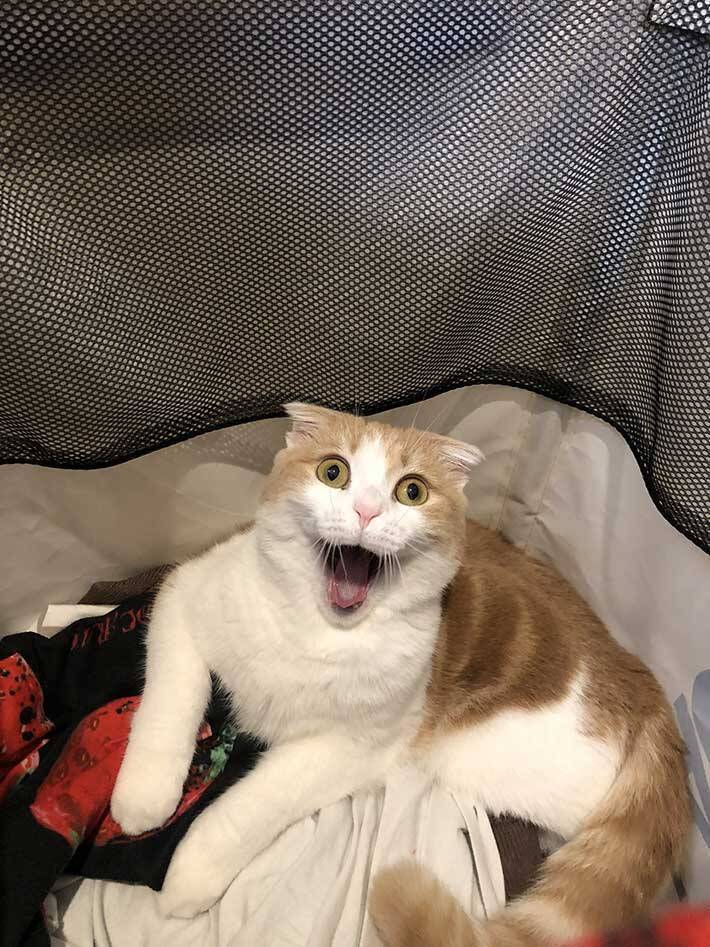 お茶吹いた 腹筋崩壊 洗濯カゴに入っているのがばれた猫の反応がこちら 21年7月15日 エキサイトニュース