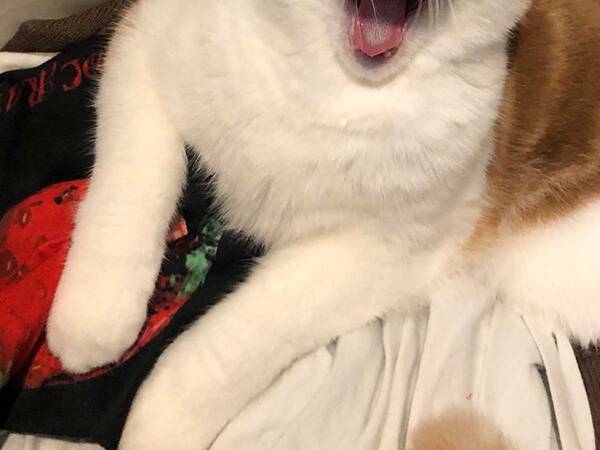 お茶吹いた 腹筋崩壊 洗濯カゴに入っているのがばれた猫の反応がこちら 21年7月15日 エキサイトニュース